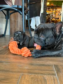 Cuccioli bulldog francese total black