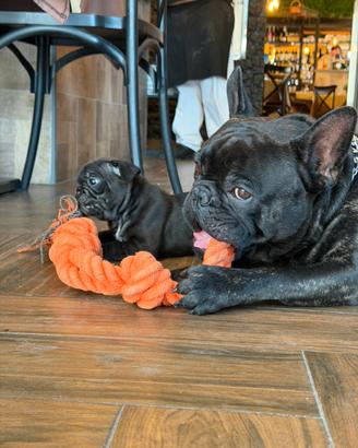 Cuccioli bulldog francese total black