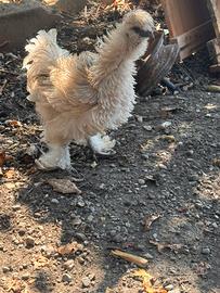 Gallina moroseta