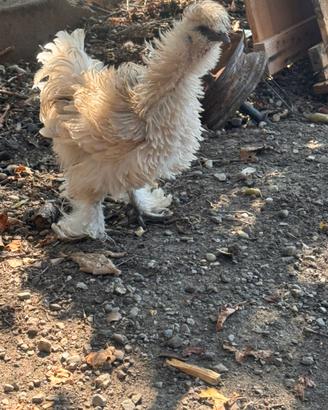 Gallina moroseta
