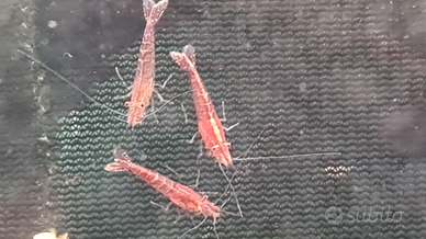 Gamberetti red cherry