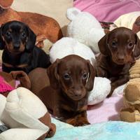 Bassotti tedeschi nani kaninchen pedigree enci