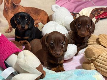 Bassotti tedeschi nani kaninchen pedigree enci