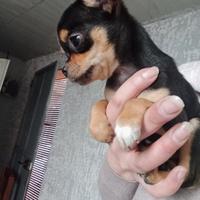 Chihuahua