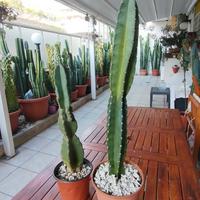 cactus cereus peruvianus 