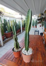 cactus cereus peruvianus 