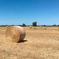 Rotoli di fieno nostrano biologico
