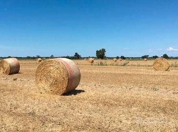 Rotoli di fieno nostrano biologico