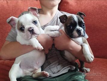 Bulldog francese