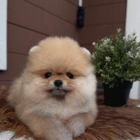 Pomerania dispongo di cuccioli puppy luxury oma