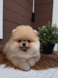 Pomerania dispongo di cuccioli puppy luxury oma