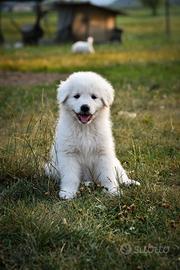 Pastore abruzzese maremmano cuccioli pedigree enci