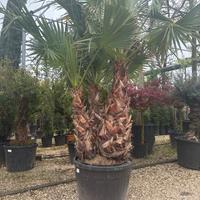 Palma washingtonia tripla