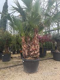 Palma washingtonia tripla