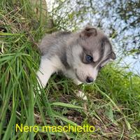 Cuccioli di Siberian Husky