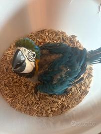 Pappagalli baby imbecco ara ararauna pulli