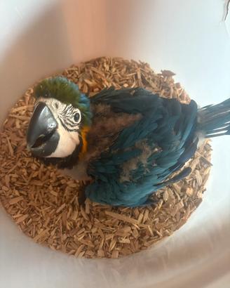 Pappagalli baby imbecco ara ararauna pulli