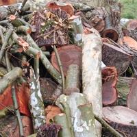 legna di platano e olmo 