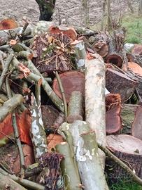 legna di platano e olmo 