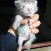 Gattini