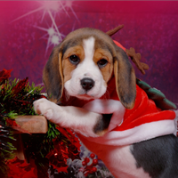 Cuccioli Beagle originali