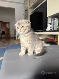 Gattina Scottish Fold - 2 mesi