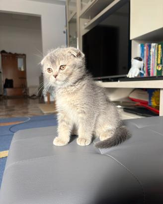 Gattina Scottish Fold - 2 mesi