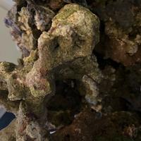ROCCE VIVE ACQUARIO MARINO