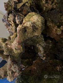 ROCCE VIVE ACQUARIO MARINO