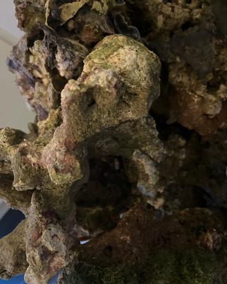 ROCCE VIVE ACQUARIO MARINO
