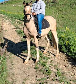 Cavalla per principianti