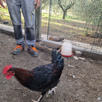 Galli Marans