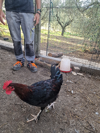 Galli Marans