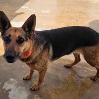 Gilda: amica di bimbi, gatti e cani. Superdolce