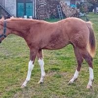 Puledro quarter reining