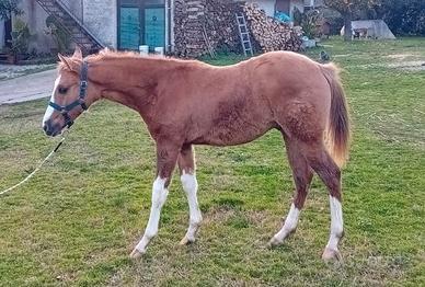 Puledro quarter reining