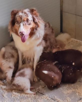 Australian shepherd .vev