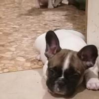 Bouledogue francese