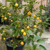 pianta limone, taglia grande
