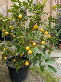 pianta limone, taglia grande