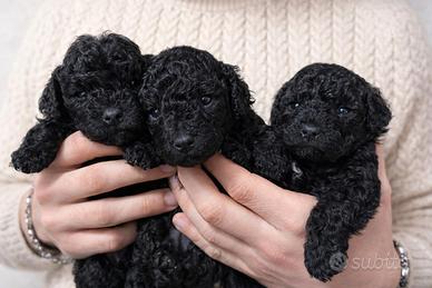 Barboncini toy maschietti