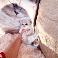 Gattino RAGDOLL Pet Therapy con Pedigree