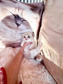 Gattino RAGDOLL Pet Therapy con Pedigree