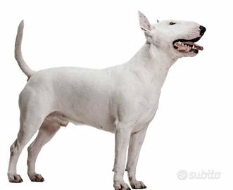 Bull terrier miniature Cuccioli