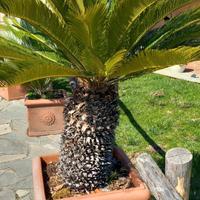 CYCAS REVOLUTA ADULTA