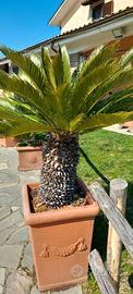 CYCAS REVOLUTA ADULTA
