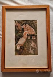 2 vecchie stampe di uccelli.