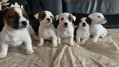Jack russell nano