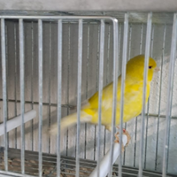 Animali