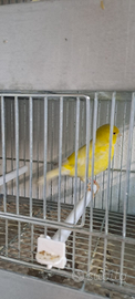 Animali